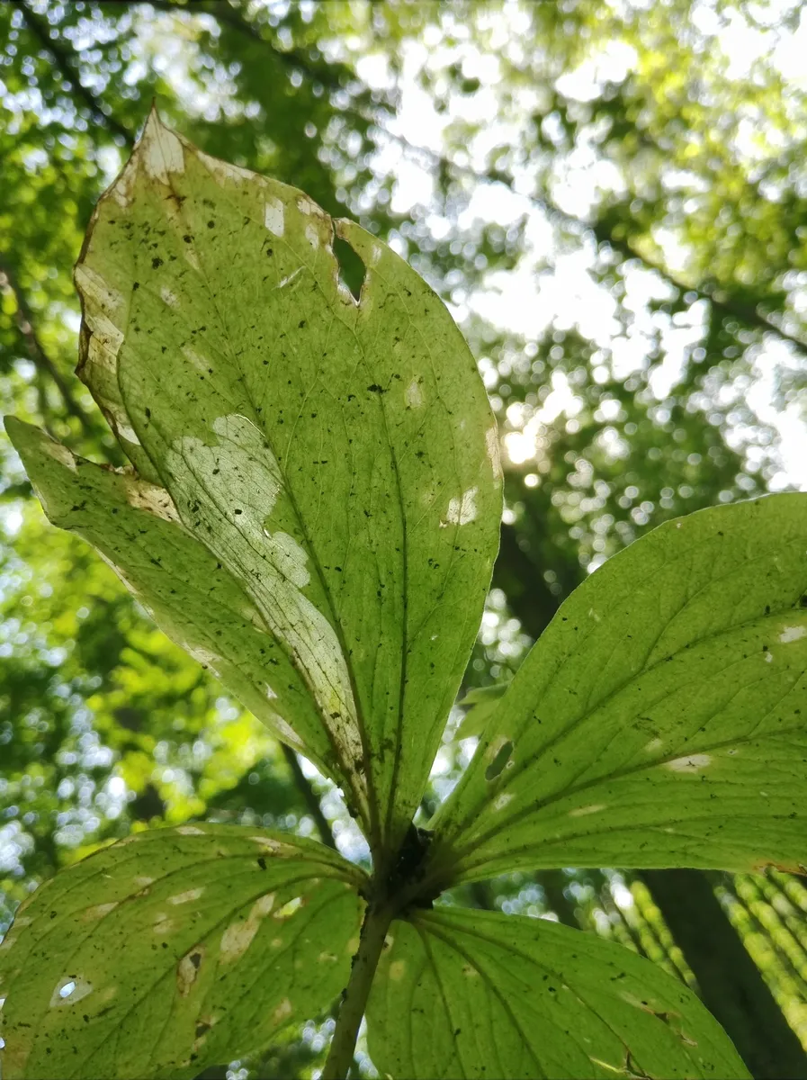 Leptopa vittata - photo 3