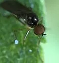 Leptopeza antennalis