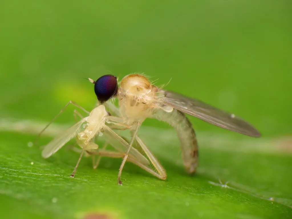 Leptopeza compta - photo 2