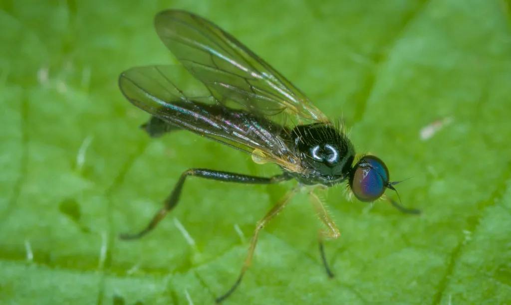 Leptopeza disparilis - photo 2