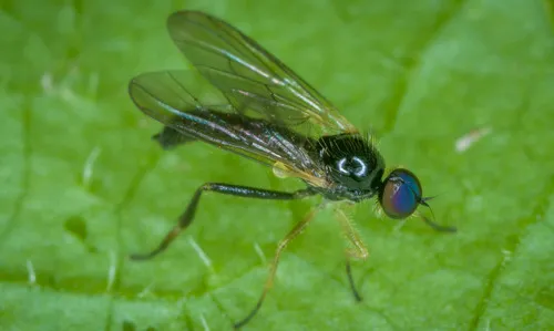 Leptopeza disparilis - photo 3