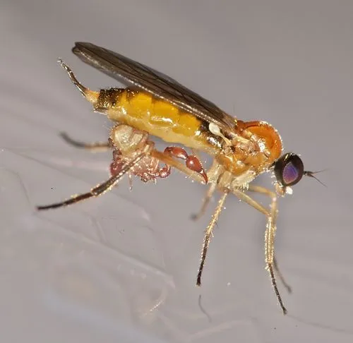 Leptopeza flavipes