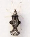 Leptopharsa clitoriae