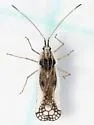Leptopharsa heidemanni