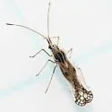 Leptopharsa heidemanni - photo 2