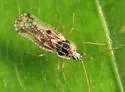 Leptopharsa heidemanni - photo 3