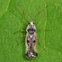Leptopharsa heidemanni - photo 5