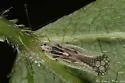 Leptopharsa oblonga