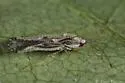 Leptopharsa oblonga - photo 2