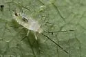 Leptopharsa oblonga - photo 3