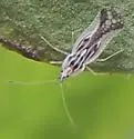 Leptopharsa oblonga - photo 4