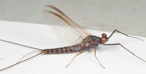 Early Brown Spinner