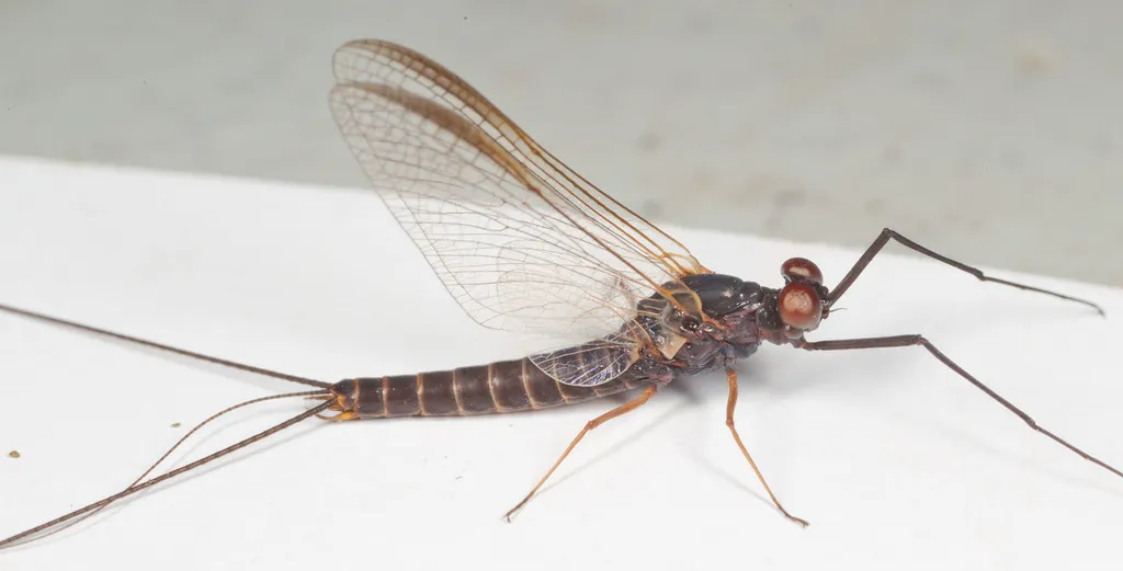 Early Brown Spinner - photo 2