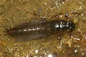 Leptophlebia intermedia