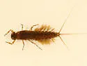 Leptophlebia intermedia - photo 2