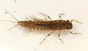 Leptophlebia intermedia - photo 3