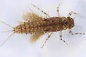 Leptophlebia intermedia - photo 4