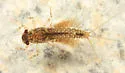 Leptophlebia intermedia - photo 5
