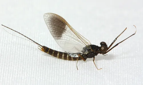 Leptophlebia nebulosa - photo 2