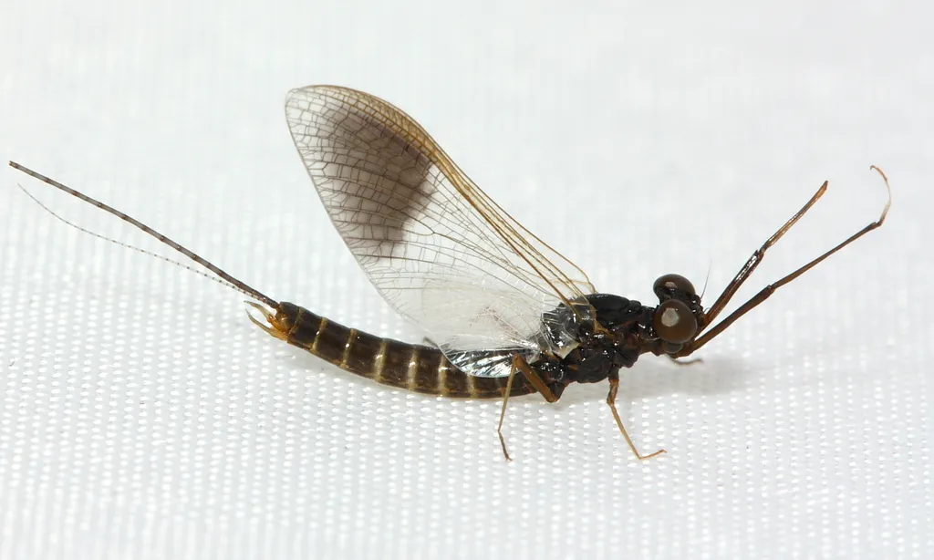 Leptophlebia nebulosa - photo 3