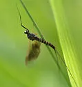 Leptophlebia pacifica