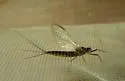 Leptophlebia pacifica - photo 4