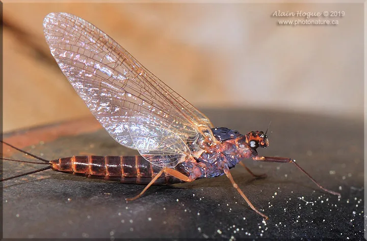 Pronggilled Mayflies - photo 2