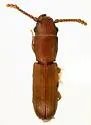 Leptophloeus angustulus