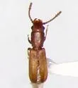 Leptophloeus angustulus - photo 2