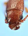 Leptophloeus angustulus - photo 5