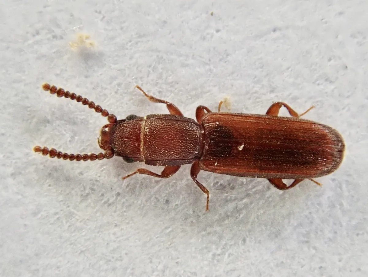 Leptophloeus clematidis - photo 2