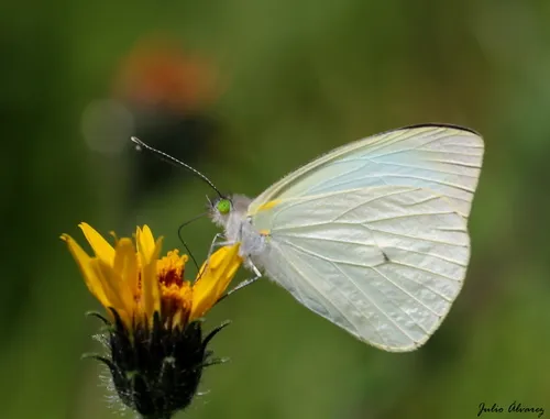 Green-eyed White
