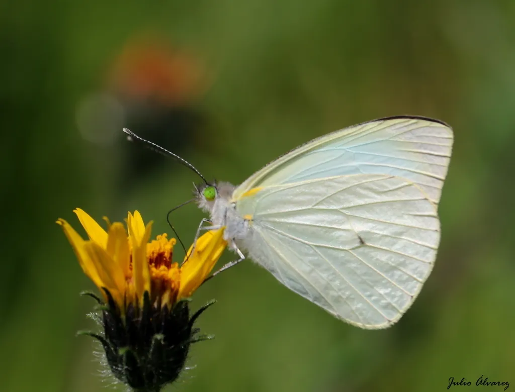 Green-eyed White - photo 2