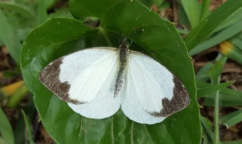 Green-eyed White - photo 5