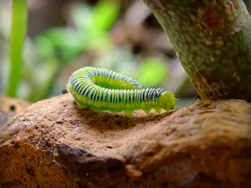Green-eyed White - photo 7