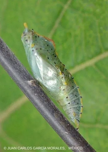 Green-eyed White - photo 8