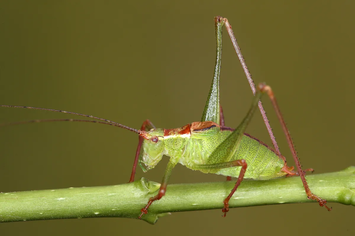Speckled Bush-Cricket - photo 2