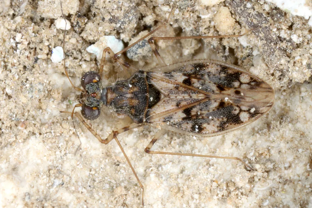 Spiny-Legged Bugs - photo 2