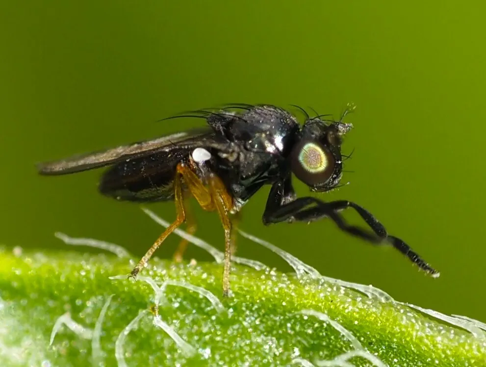 Leptopsilopa atrimana