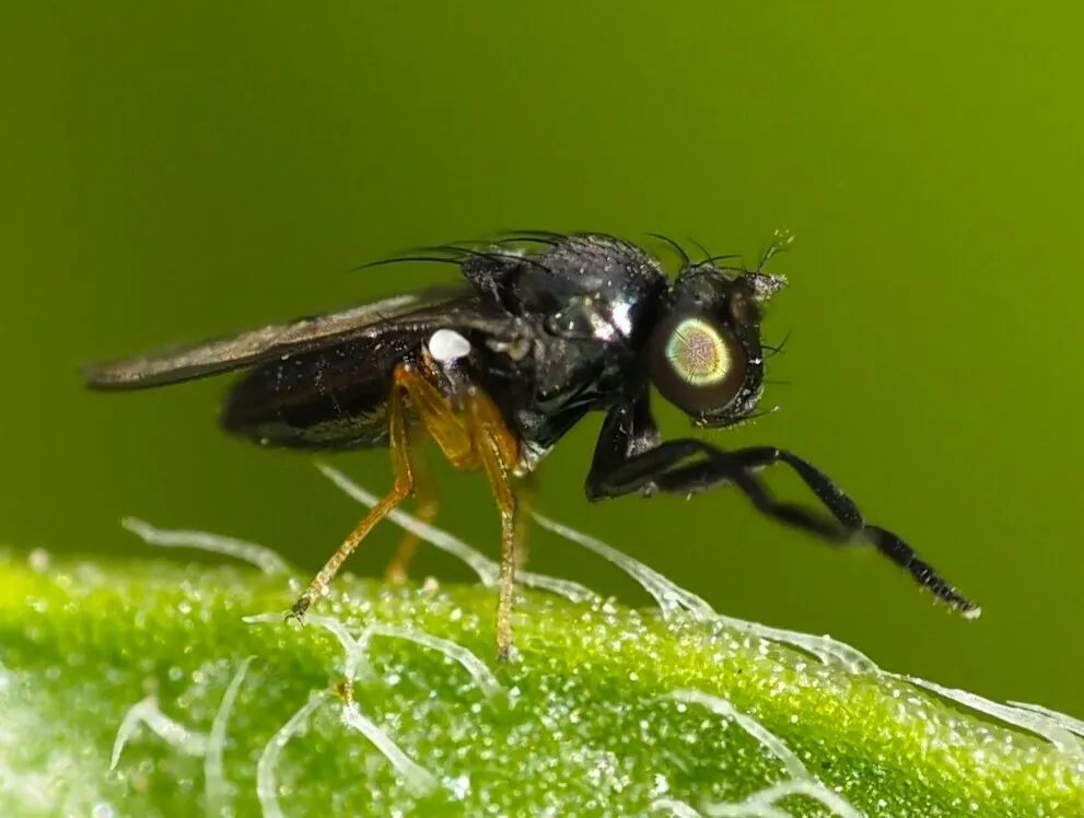 Leptopsilopa atrimana - photo 3