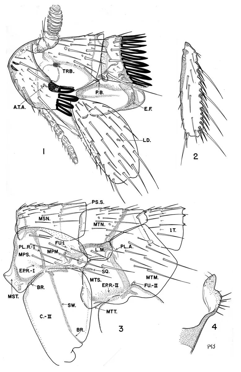 Leptopsyllidae - photo 3