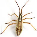 Leptopterna amoena