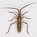 Leptopterna amoena - photo 2
