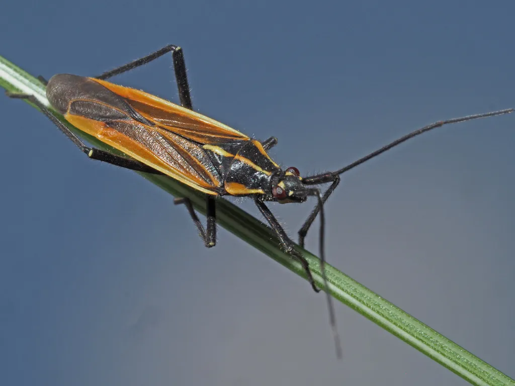Meadow Plant Bug - photo 2