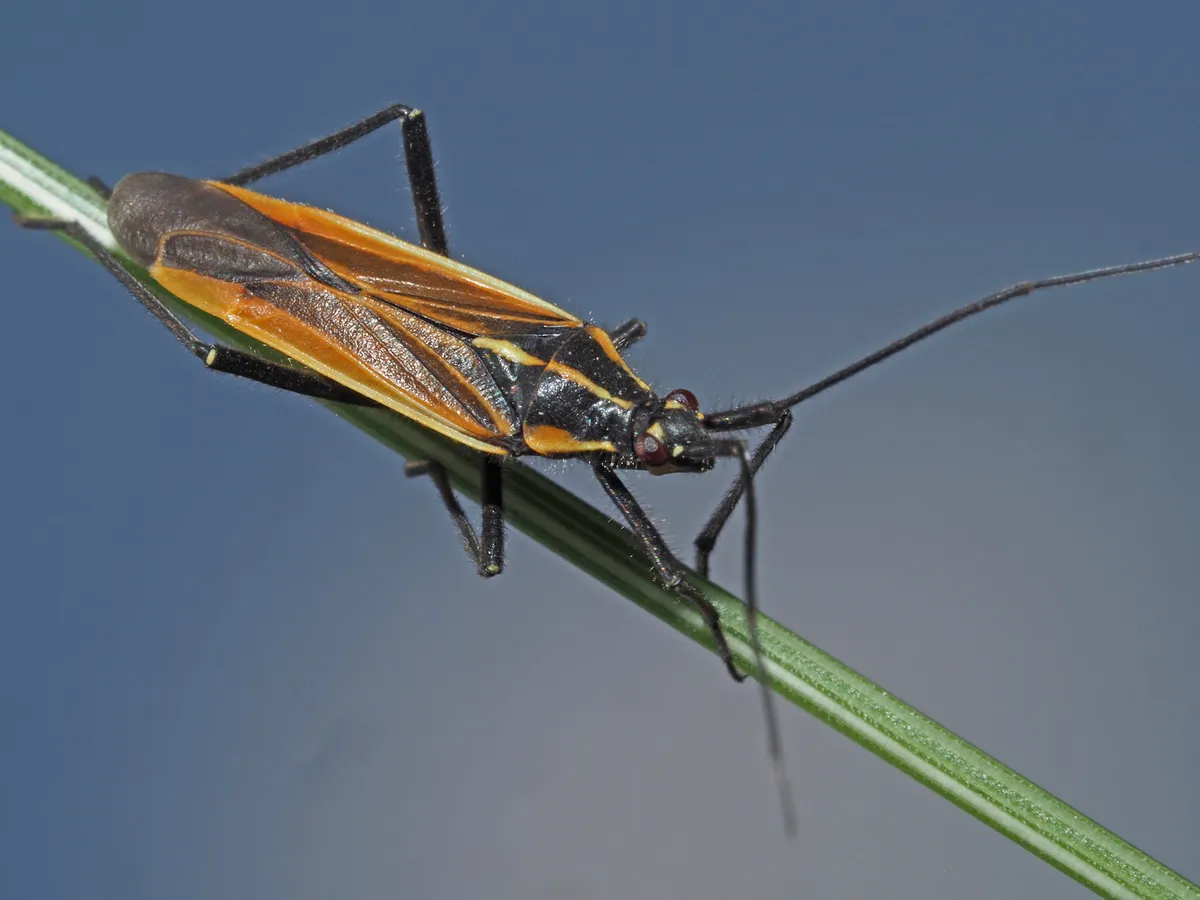 Meadow Plant Bug - photo 3