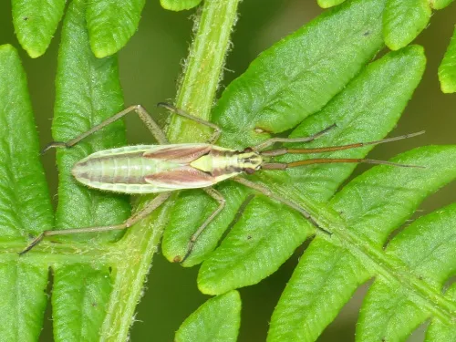 Leptopterna ferrugata