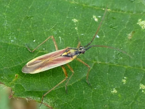 Leptopterna ferrugata - photo 2