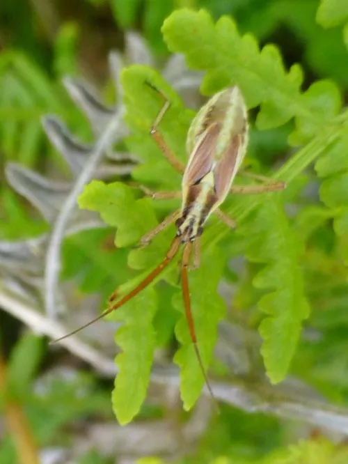 Leptopterna ferrugata - photo 3