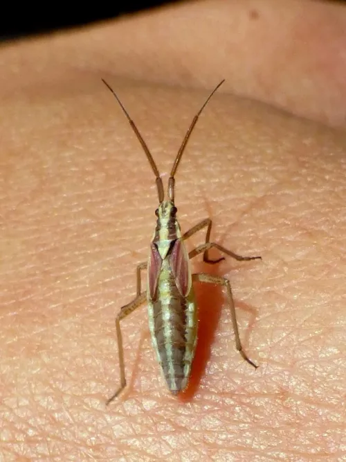 Leptopterna ferrugata - photo 6