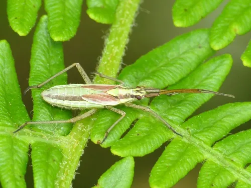 Leptopterna ferrugata - photo 7